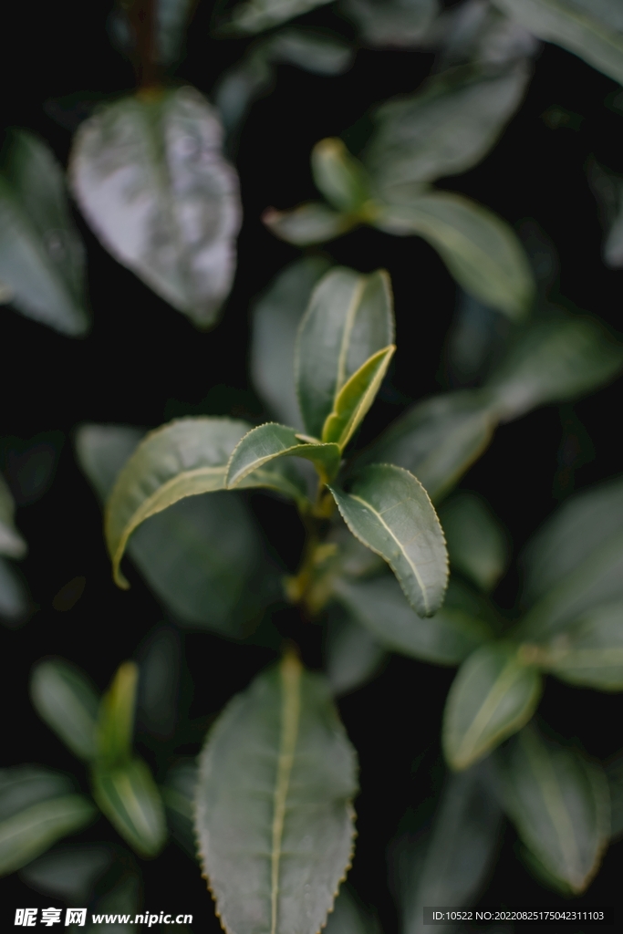 茶叶