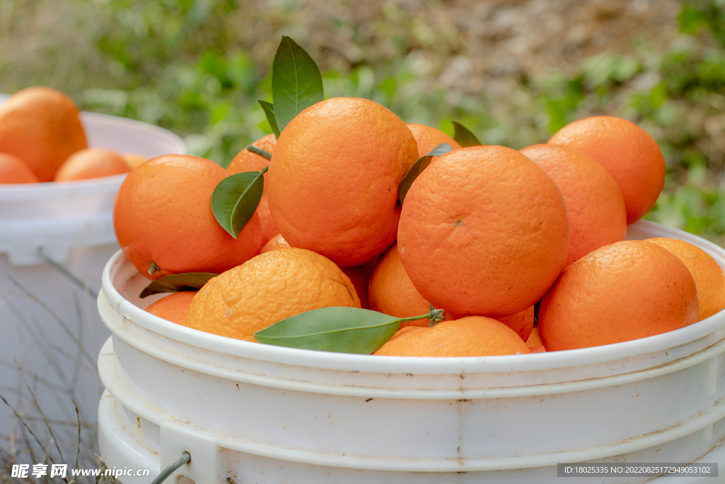 沃柑 果园基地 水果摄影 果林