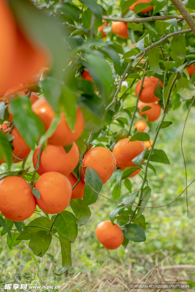 沃柑 果园基地 水果摄影 果林