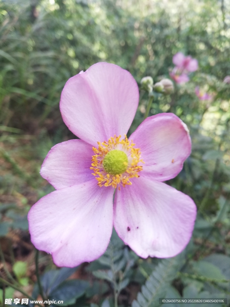 野棉花