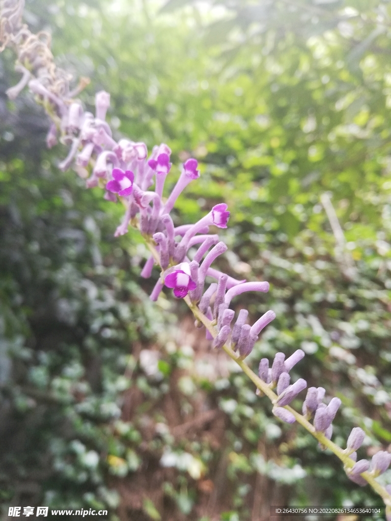 闭鱼草 醉鱼草 鱼尾草 痒见消