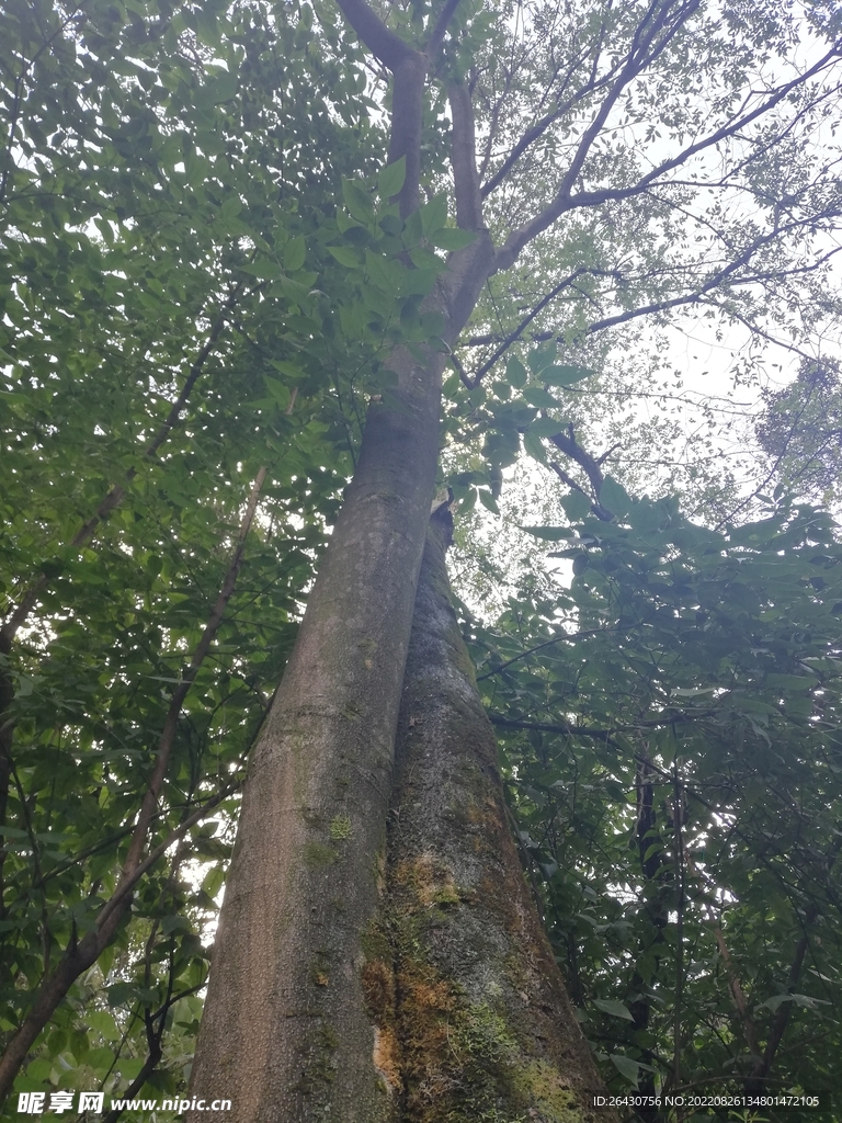 树木树干