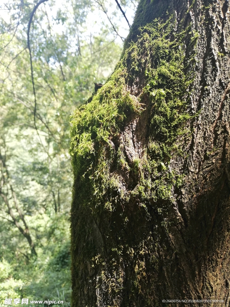 大树嫩叶苔藓