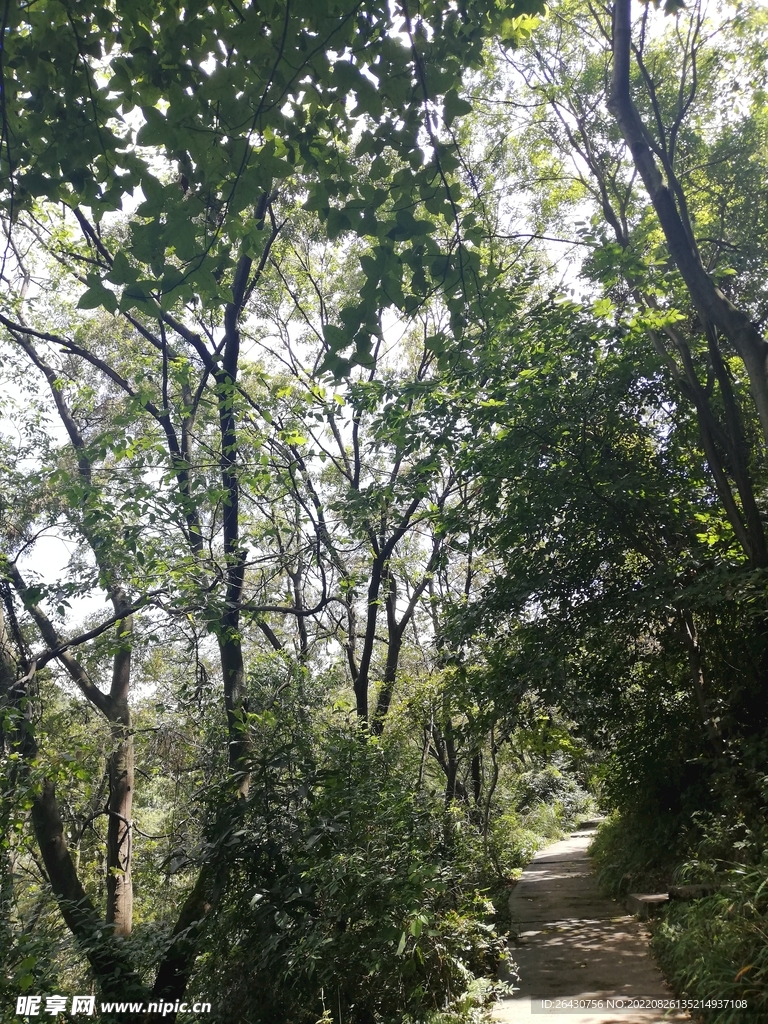 深山老林小路树林