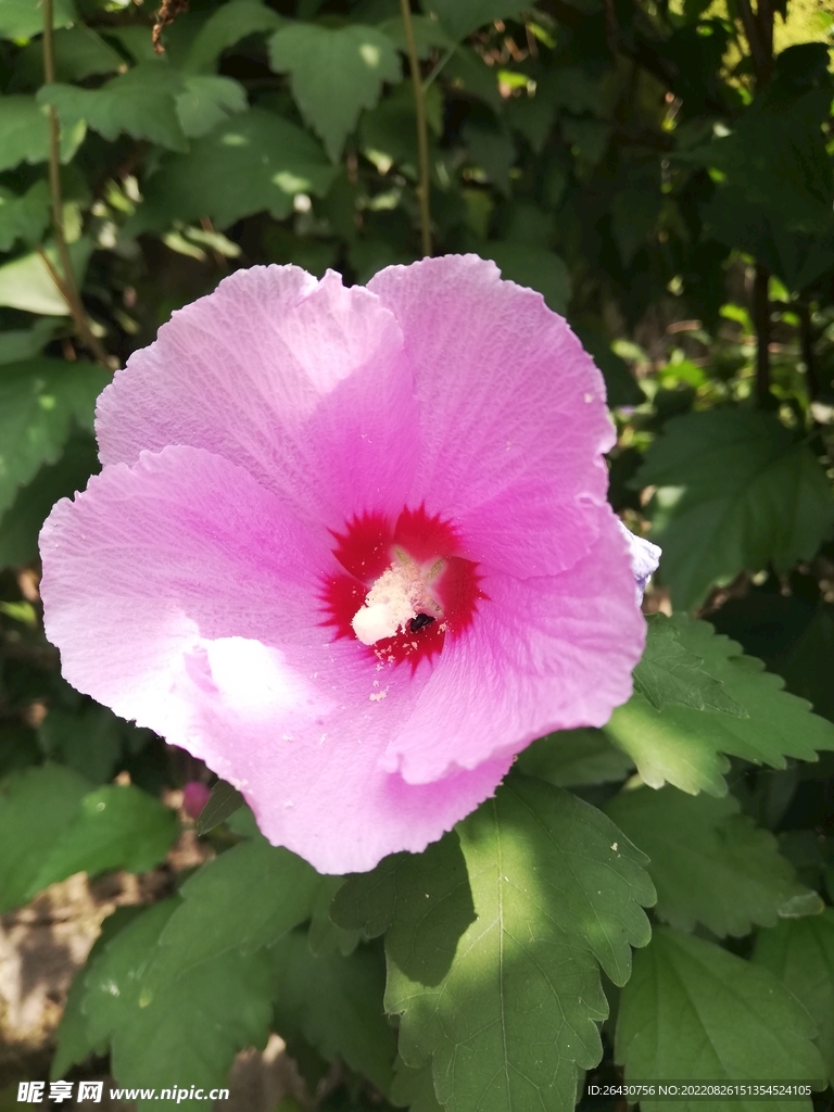 木槿花
