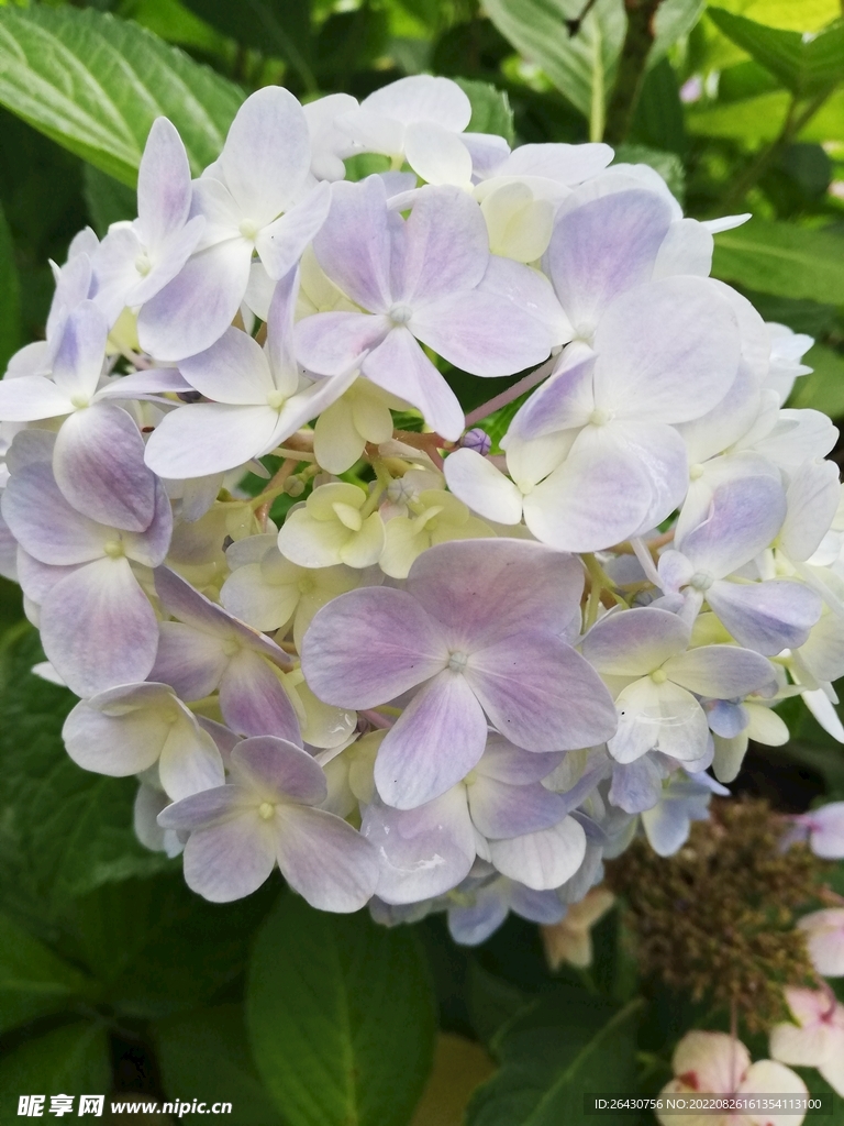 粉色绣球花八仙花粉团花