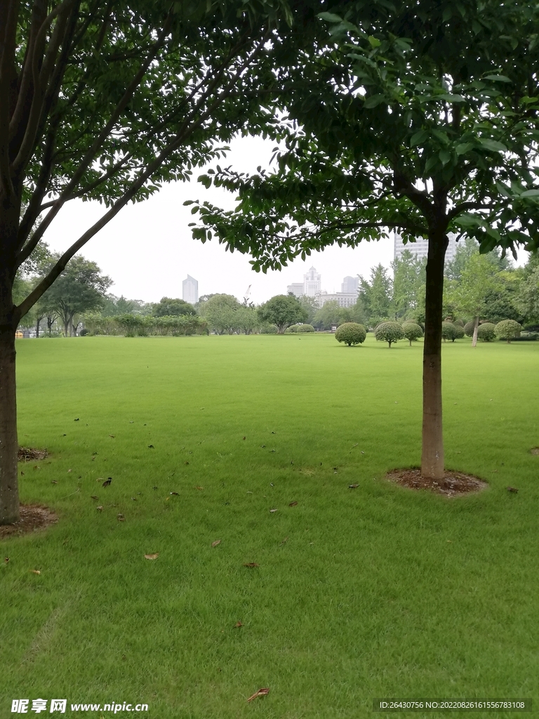绿草地
