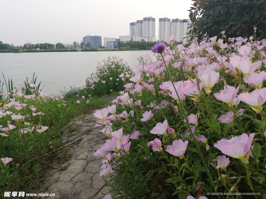 粉色夜来香美丽月见草