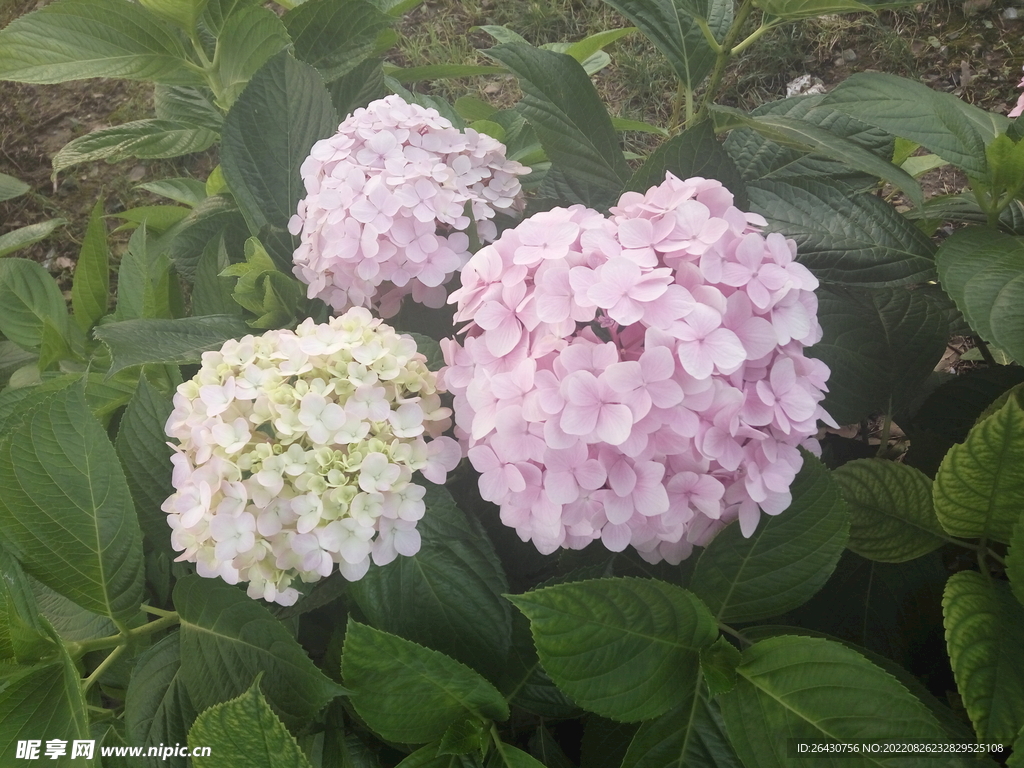 绣球花粉团子紫阳花
