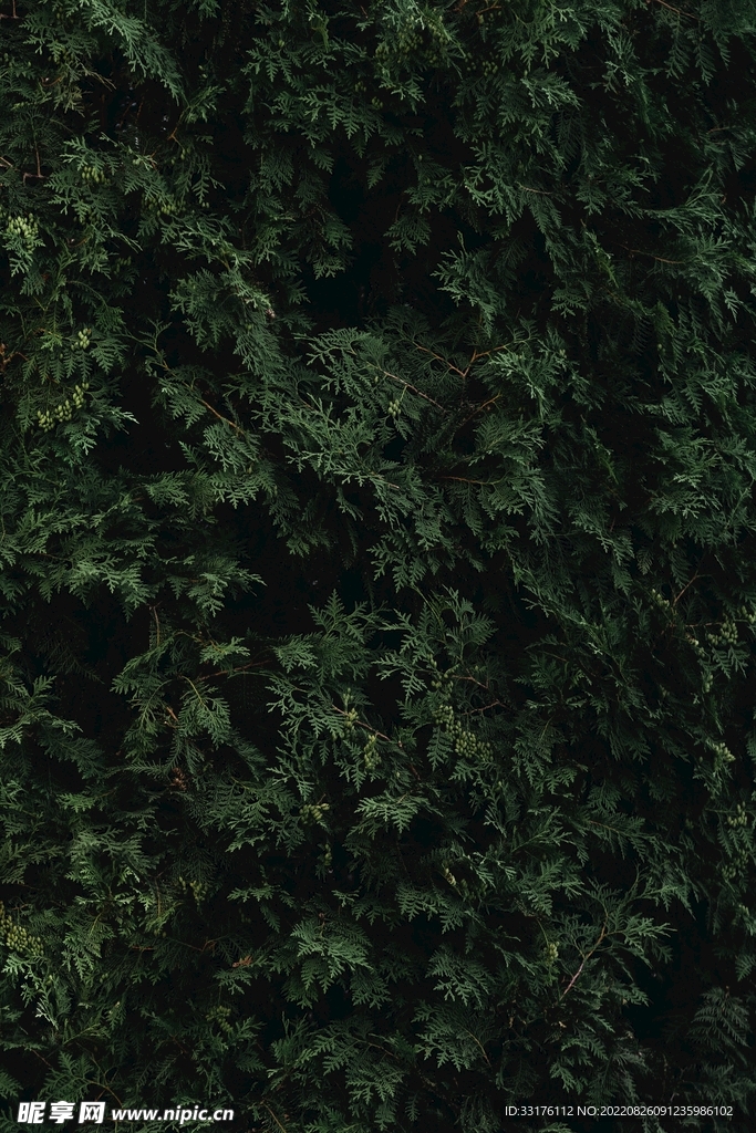 黄柏叶子背景植物背景