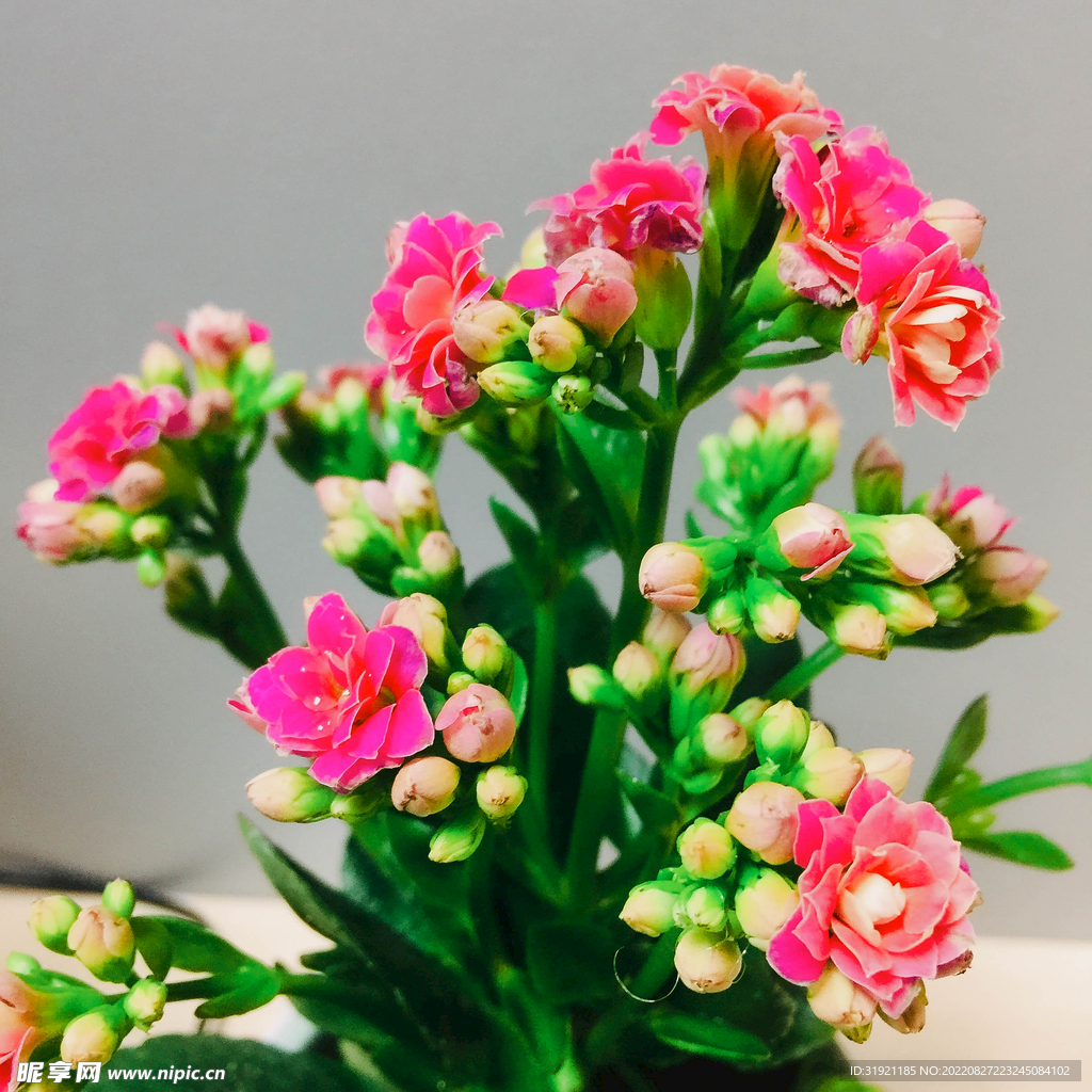 长寿花