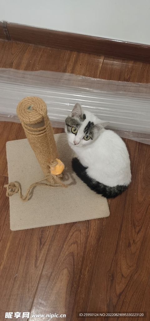 猫咪