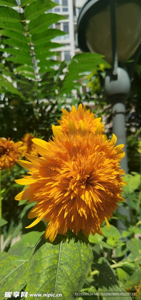 葵花