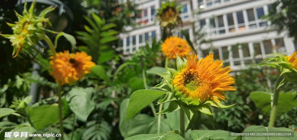 葵花