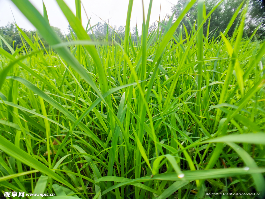 绿草背景图片