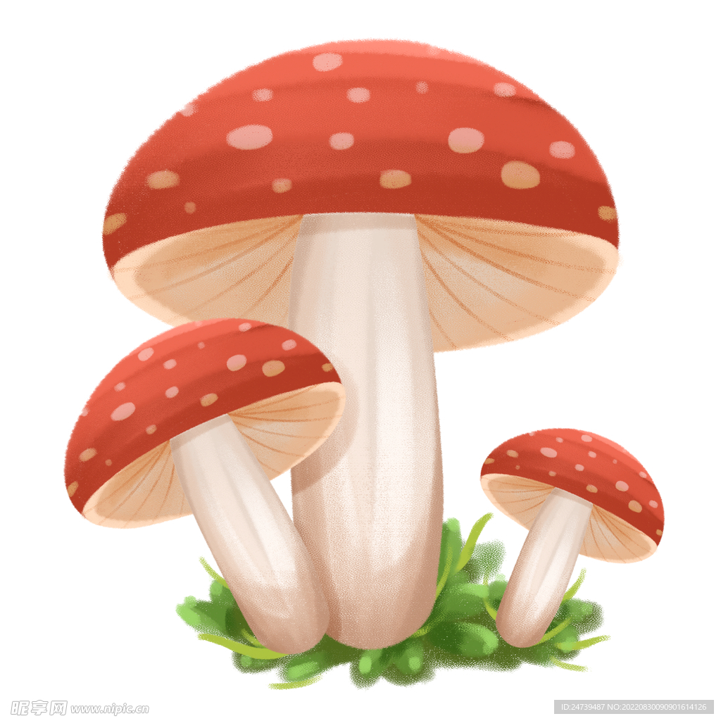 蘑菇