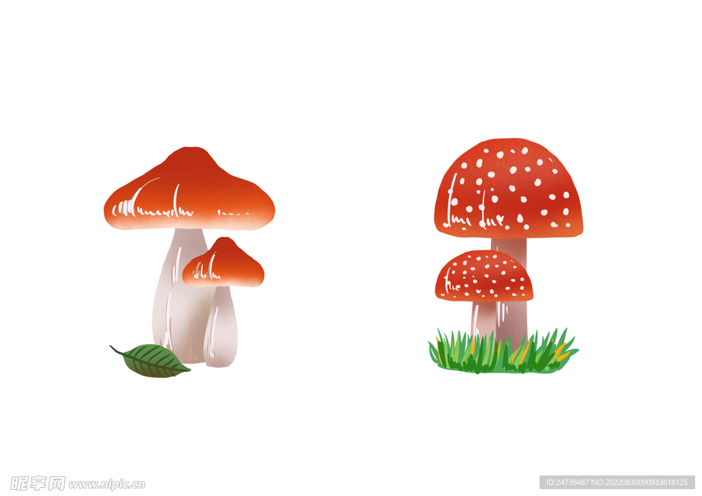 蘑菇