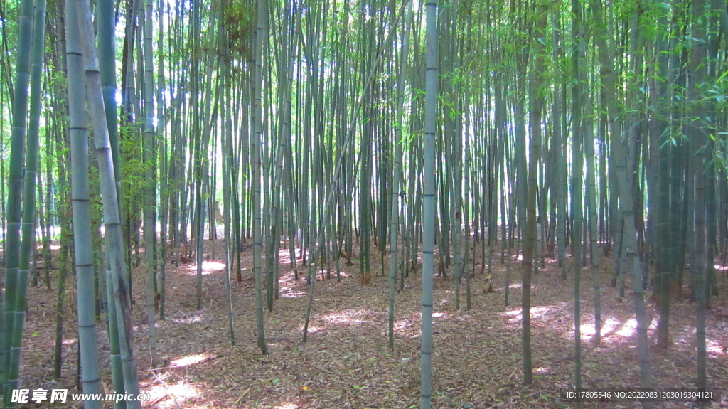 户外 竹林 竹子 背景 海报 