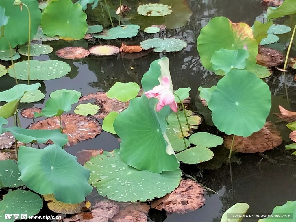 荷花