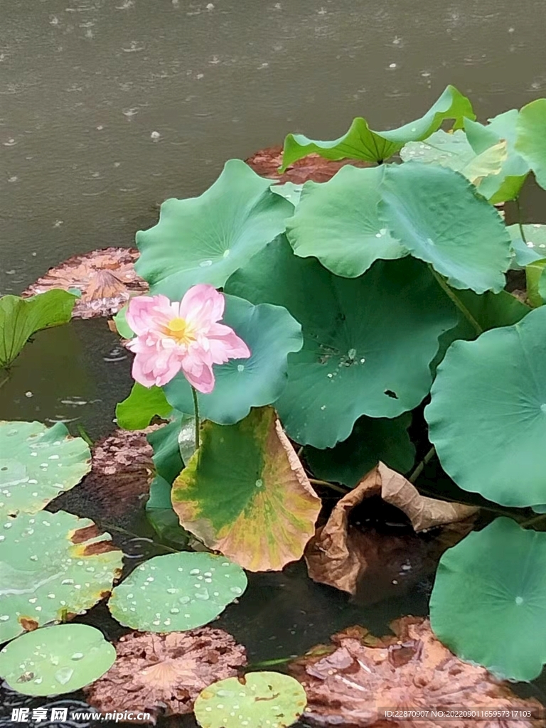 荷花
