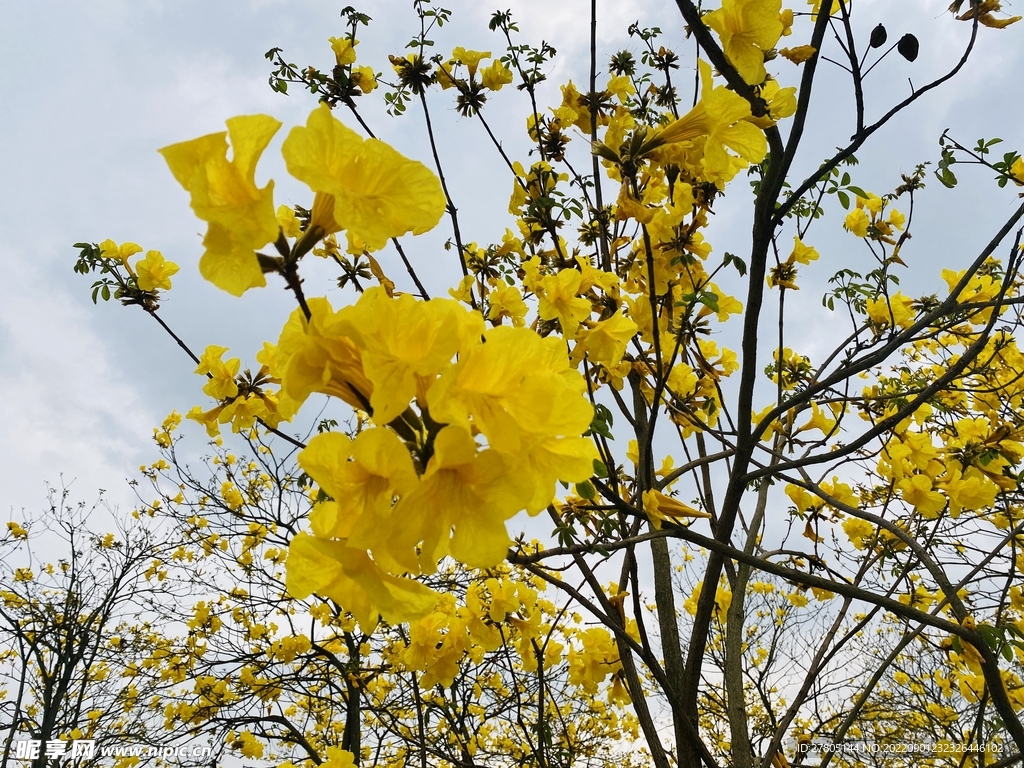风铃花