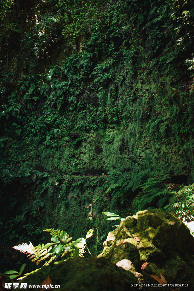 山谷 植物 林间小路