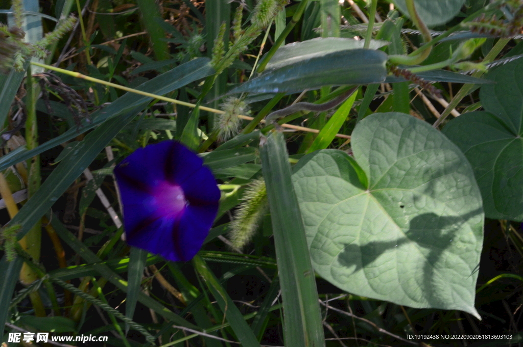 牵牛花