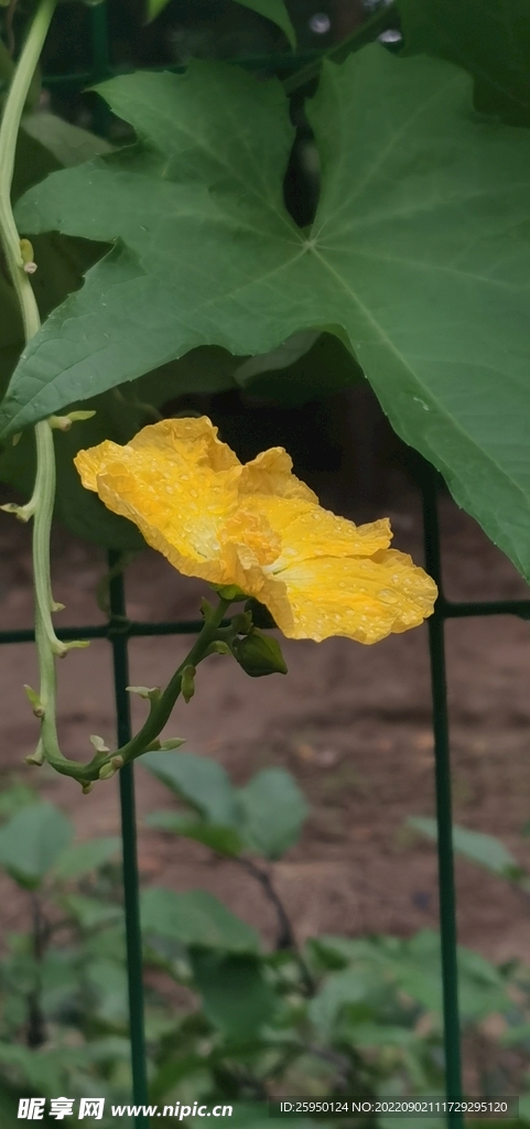 丝瓜花