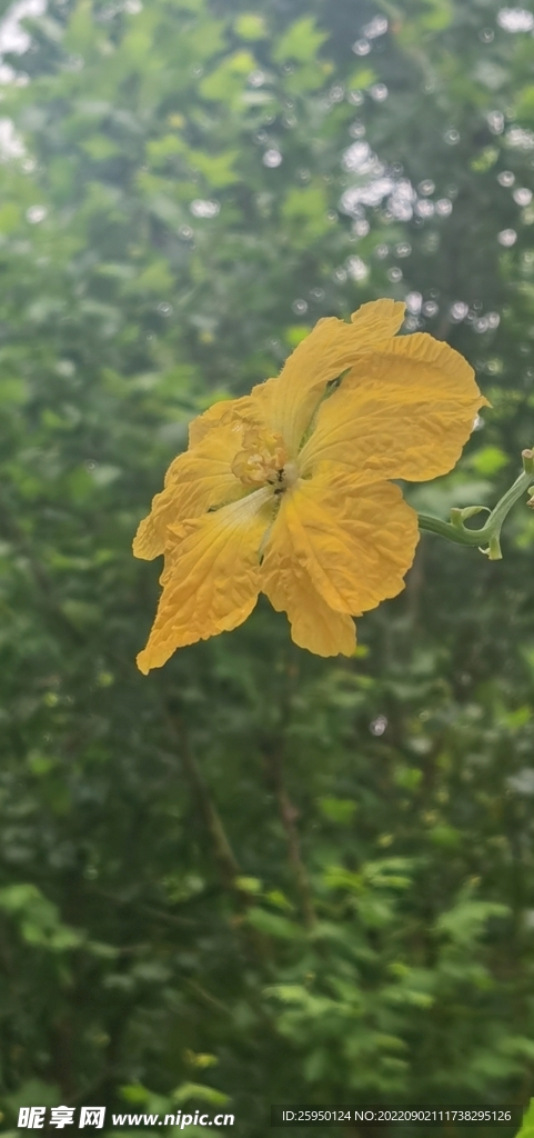 丝瓜花