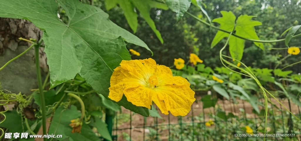 丝瓜花