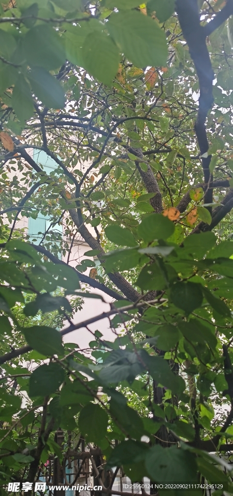柿子树