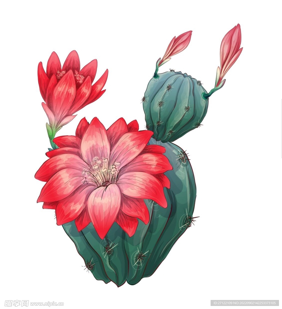 仙人掌开花