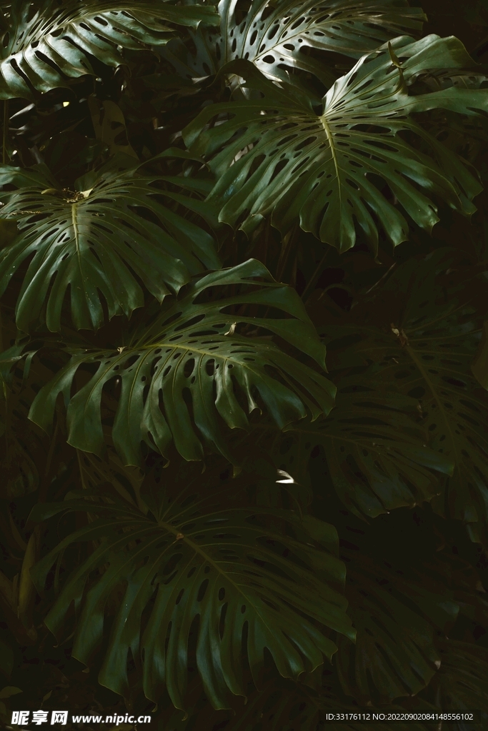 龟背竹竹叶树叶背景
