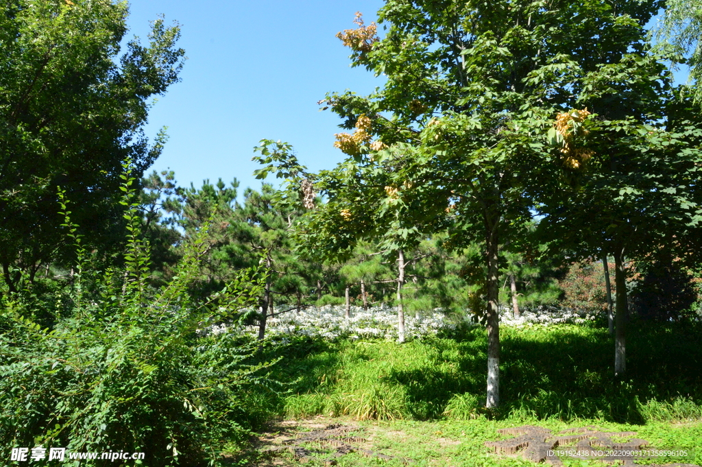 公园风景 
