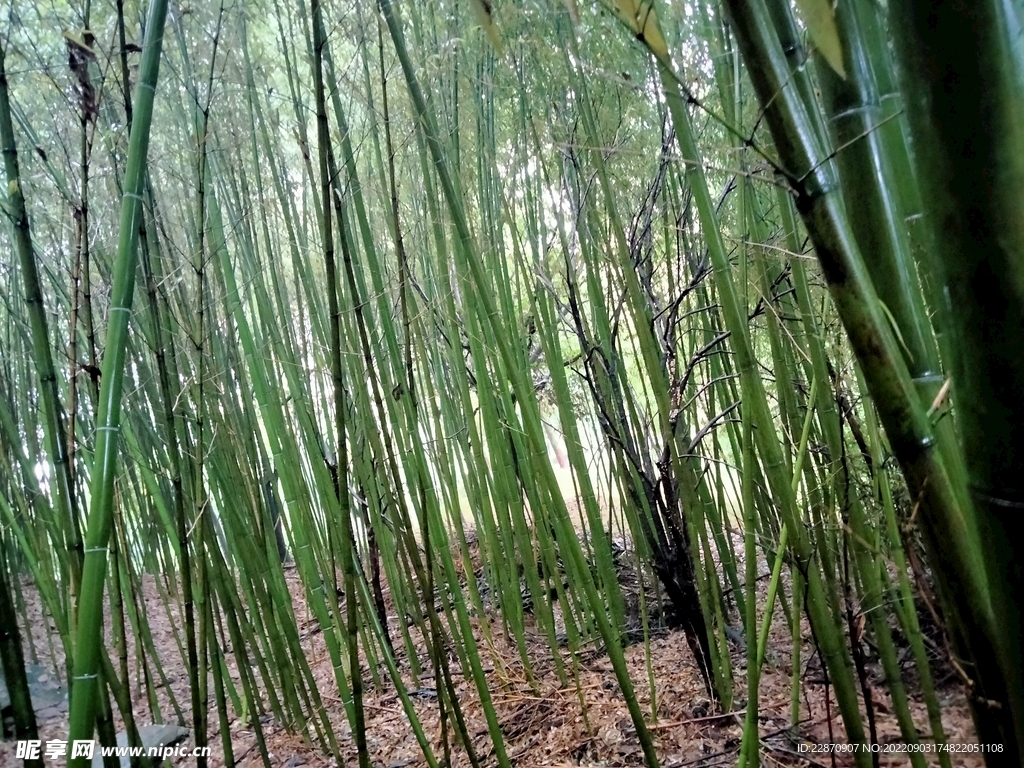 竹林