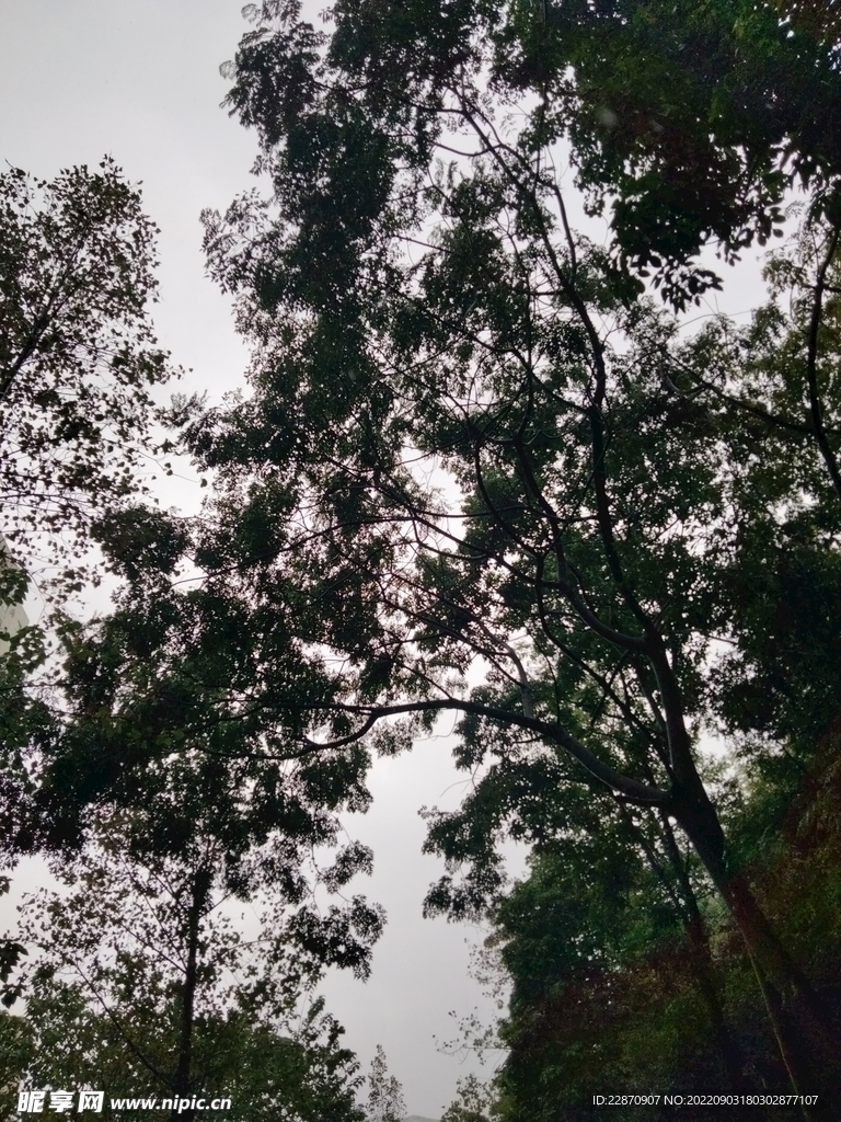 树影