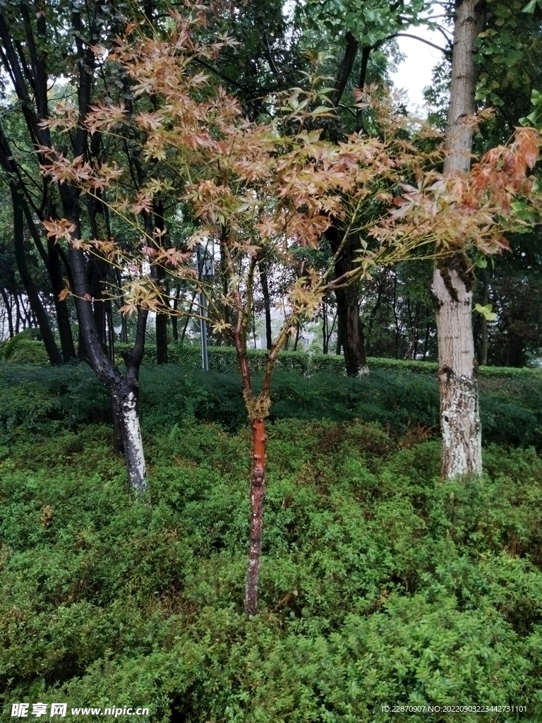 枫树