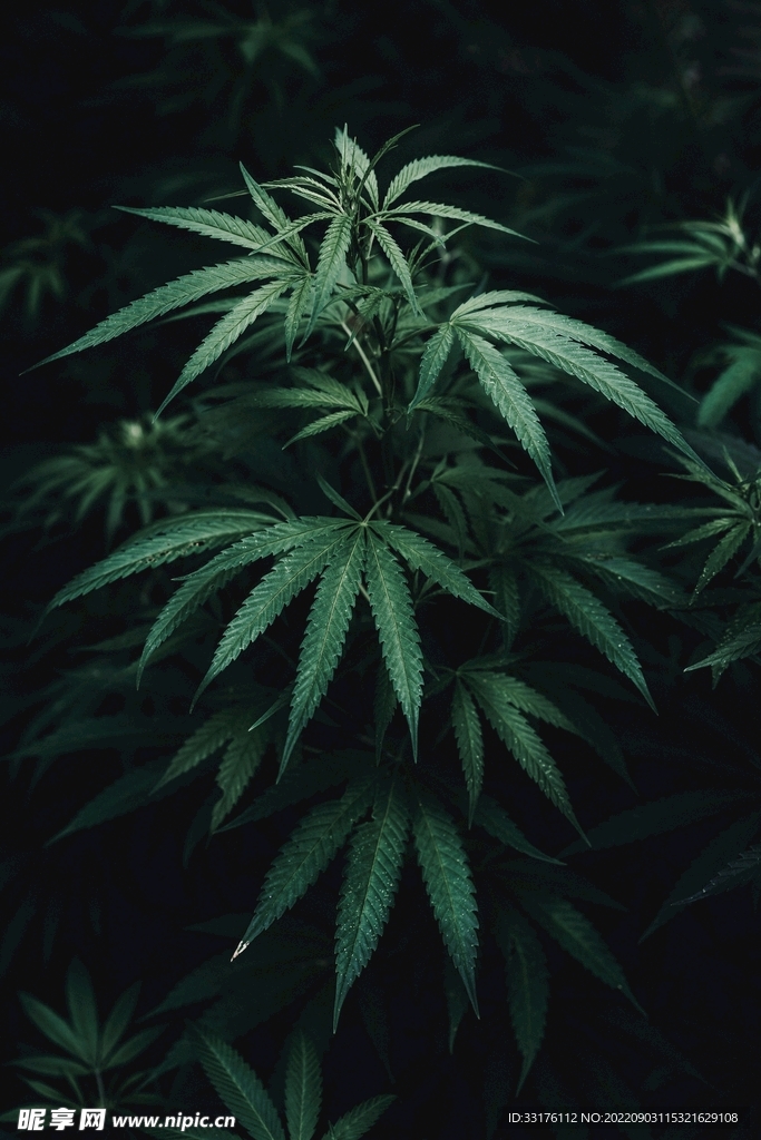 深色绿色叶子背景图片