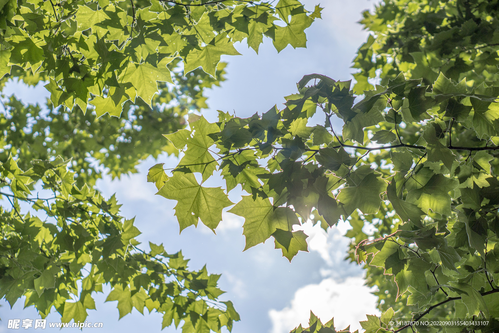 夏天树叶