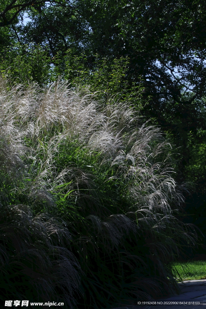 芒草风景