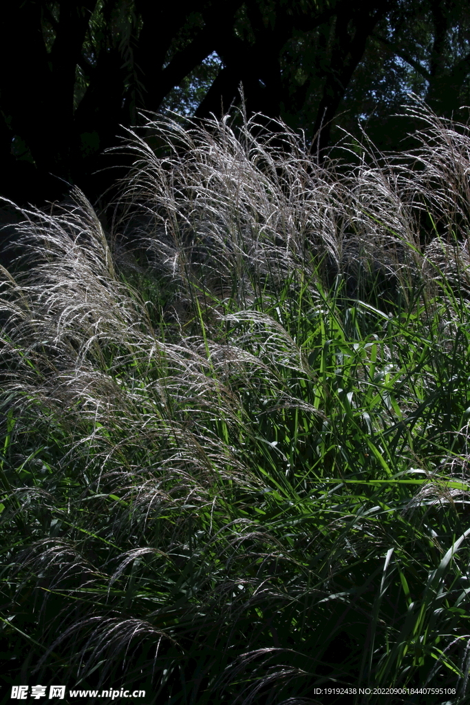 芒草风景