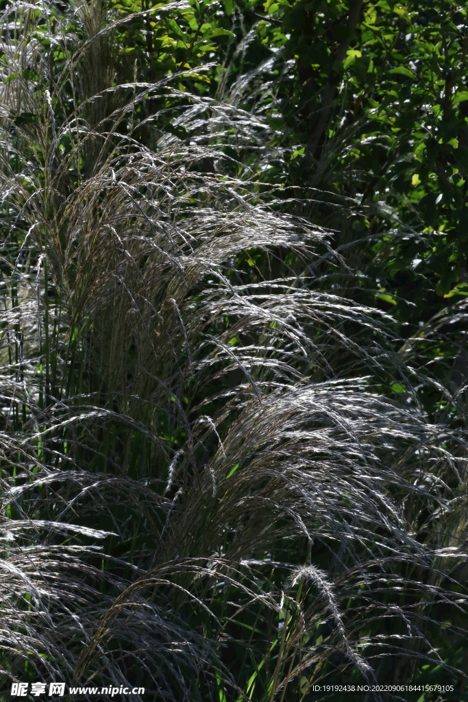 芒草风景