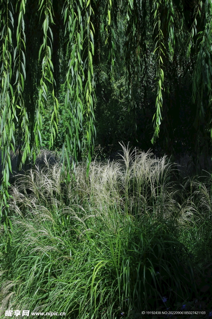 芒草风景 