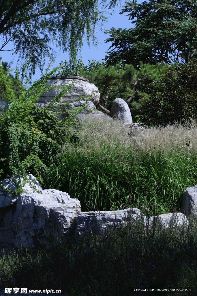 芒草风景