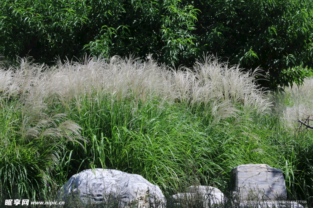 芒草风景 