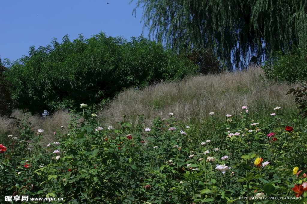 芒草风景 