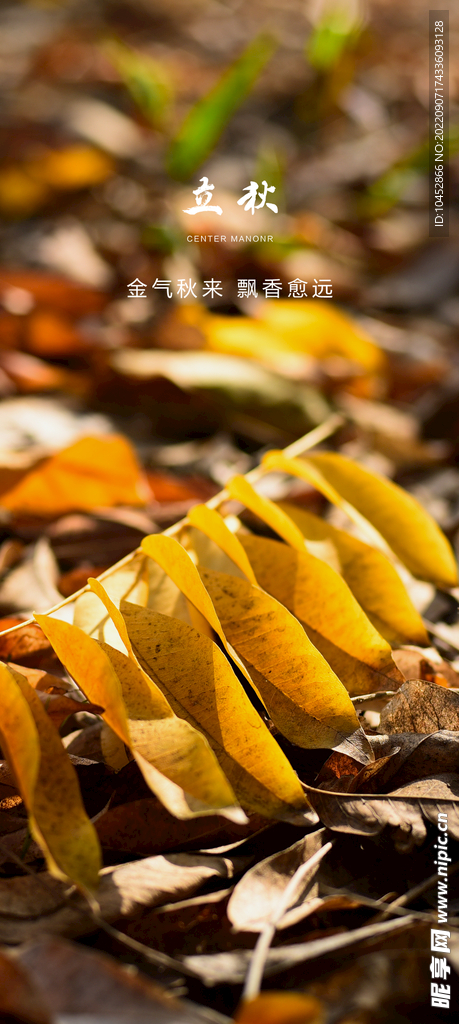 立秋