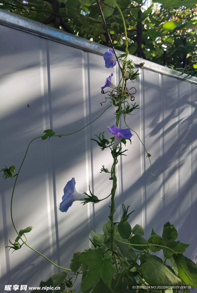 牵牛花