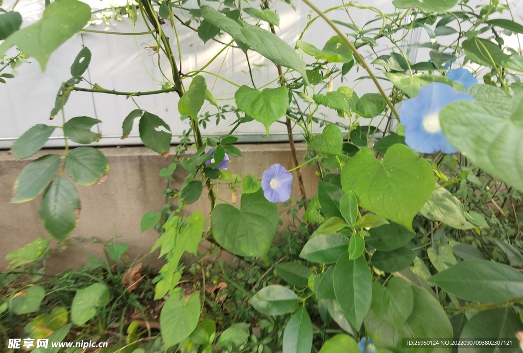 牵牛花