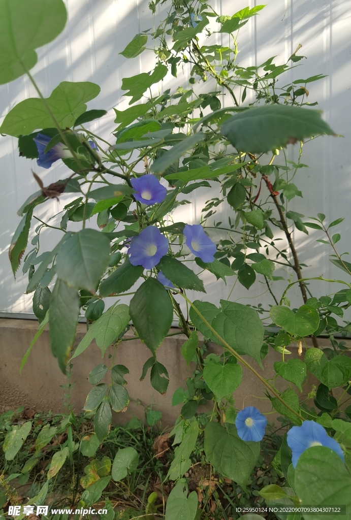 牵牛花